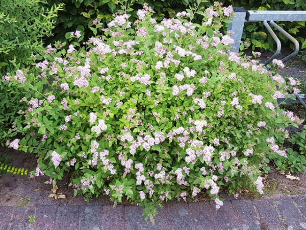 Spiraea japonica "Little Princess" - (Rosa Zwergspiere),